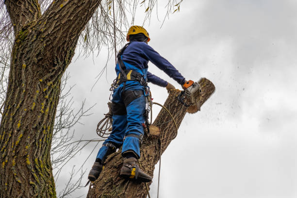 How Our Tree Care Process Works  in  Frederick, CO